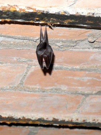 Petit rhinolophe Chauves-souris habitantes des vieux murs remplis d'histoire