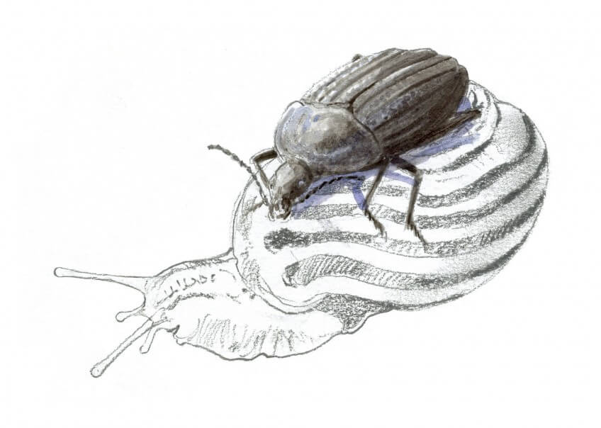 Petit silphe noir Voici la horde des prédateurs d'escargots