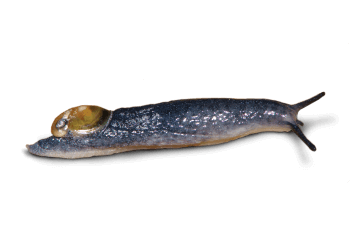 Petite hélicolimace Plutôt limace ou escargot ?