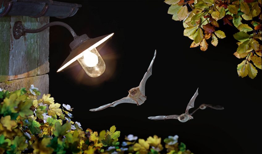 Chauves-souris habitantes des vieux murs remplis d'histoire