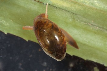 Physe des fontaines Les escargots une diversité menacée