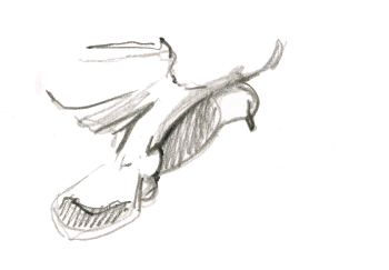 Pigeon domestique / © Federico Gemma