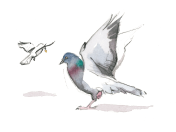 Pigeon domestique / © Federico Gemma