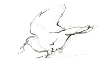 Pigeon domestique / © Federico Gemma