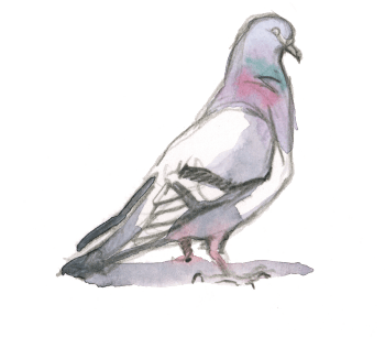 Pigeon domestique / © Federico Gemma