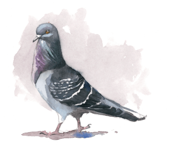 « Pigeon en posture typique, prêt à picorer la moindre miette. » / © Federico Gemma