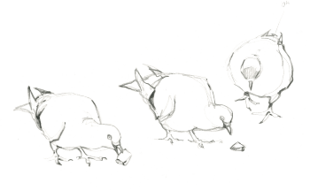 Pigeons / © Federico Gemma