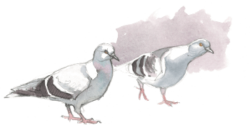 Pigeons / © Federico Gemma