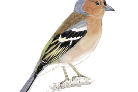 Pinson des arbres / © Serge Nicolle