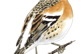 Pinson du Nord / © Serge Nicolle