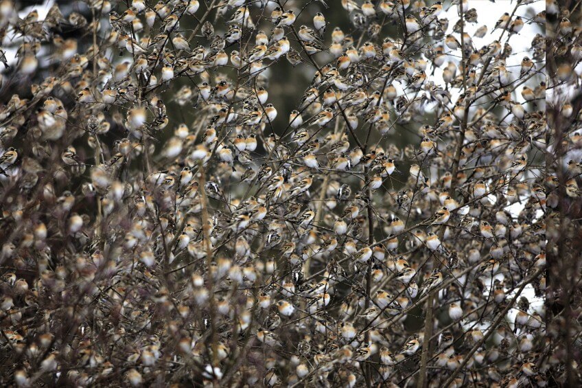 Pinson du Nord  Les habitants et les visiteurs du hêtre