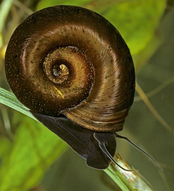 Planorbe des étangs Les escargots une diversité menacée