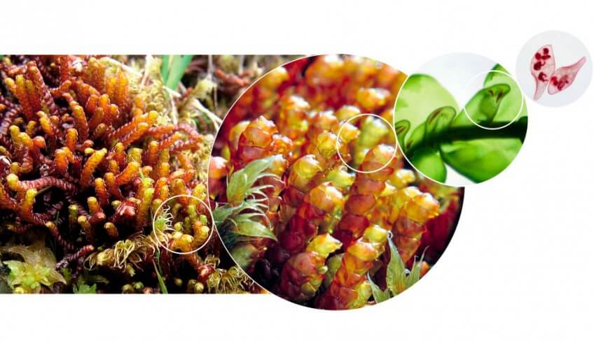 Champignons et mousses carnivores