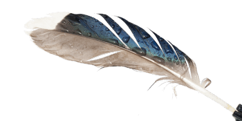 « plume de colvert » / © Jean-Philippe Paul