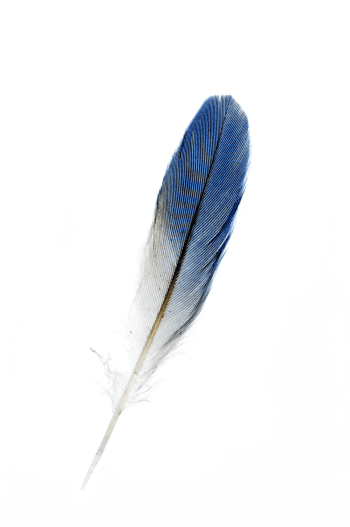 « plume de martin-pêcheur » / © C. H¸tter - Arco Images GmbH