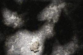 Posé et volontiers immobile dans un environnement minéral et ombragé, le sonneur se perd dans une mise en abyme en clair-obscur. / © Jérôme Pruniaux