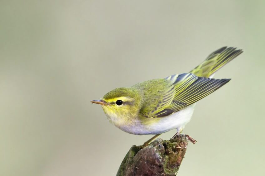 Pouillot siffleur Les habitants et les visiteurs du hêtre