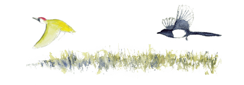 « Poursuite d'une pie sur pic vert (2ème fois aujourd'hui) » La nature a rendez-vous dans le verger