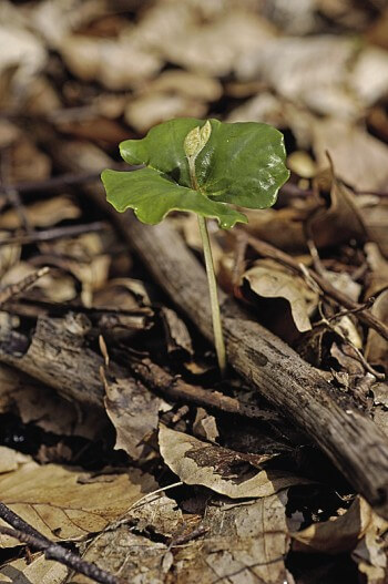 Pousse de hêtre très reconnaissable avec ses deux cotylédons Secrets et histoires à propos du hêtre