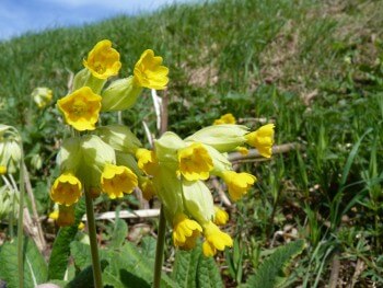 Primevère officinale ou coucou / © Fleur Daugey