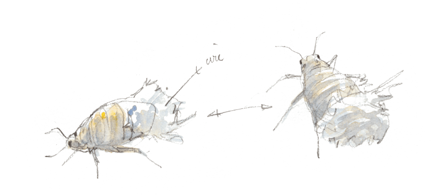 Puceron lanigène chargé de produire des filaments de cire isolants semblables à de la laine. Le petit peuple du peuplier