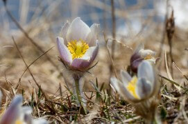 Pulsatilles du printemps / © Alessandro Staehli