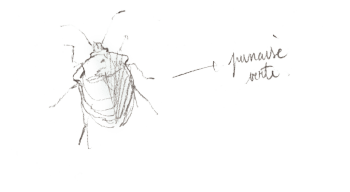 Punaise verte / © Benoît Perrotin