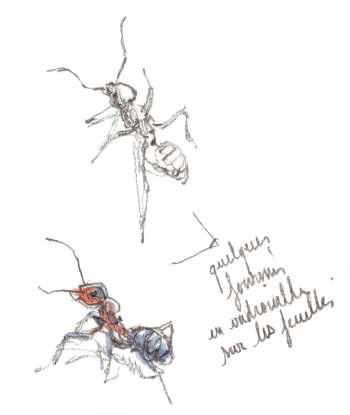 « Quelques fourmis en vadrouille sur les feuilles. » / © Benoît Perrotin