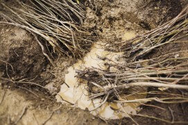 Des bons plants Taillez les racines nues desséchées ou abîmées. Enduisez-les d'un pralin constitué d'un tiers de terre, d'un tiers d'eau et d'un tiers de fumier. Posez les racines au fond du trou sans les comprimer. Comblez de terre au contact des racines et arrosez abondamment. N’enterrez pas le collet, c'est-à-dire la jonction entre les racines et le tronc. Protégez les plans avec du grillage si des herbivores sont susceptibles de les manger.
