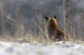 Renard au réveil / © Fabien Gréban