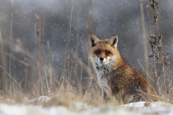 Renard roux se réveillant sous les flocons.  Renard roux se réveillant sous les flocons.