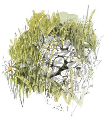 « Restes d'une bouse décomposée, craquelée, entourée et partiellement "envahie" d'herbes (croûte ~blanche). » / © Denis Clavreul