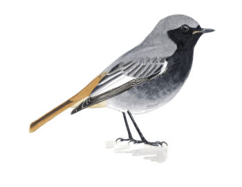 Rougequeue noir Comment construire des nichoirs pour différents oiseaux du jardin