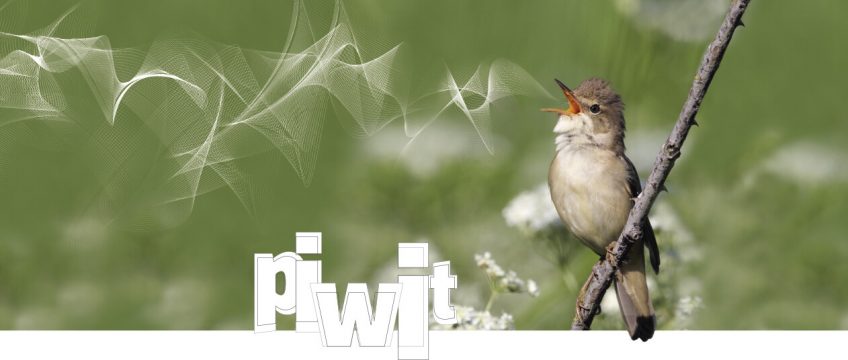 Le chant des oiseaux