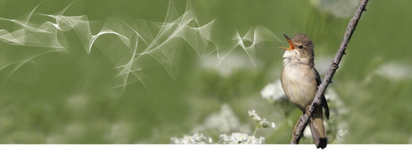 Rousserolle verderolle (photomontage Jean-Luc Wisard) Le chant des oiseaux
