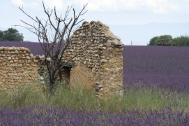 Ruine de bâtisse en galets, habitat du moineau soulcie. / © Jean-Philippe Paul