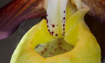 L'entrée béante des nasses jaunes du sabot-de-Vénus attire irrémédiablement les abeilles pollinisatrices. 