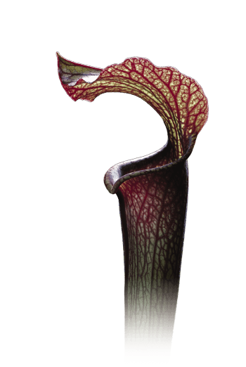 La mort par la plante carnivore