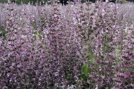 Sauge sclarée, très prisée par les abeilles. / © Jean-Philippe Paul