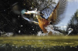 Scène de chasse du martin-pêcheur / © José Luis Rodriguez