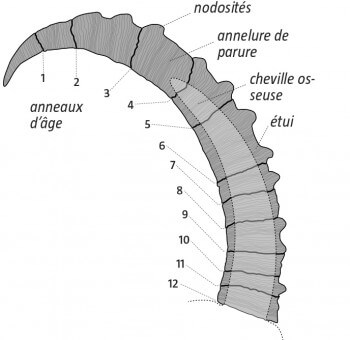 Schéma d’une corne d’un bouc âgé de 12 ans. Portrait anatomique du bouquetin des Alpes