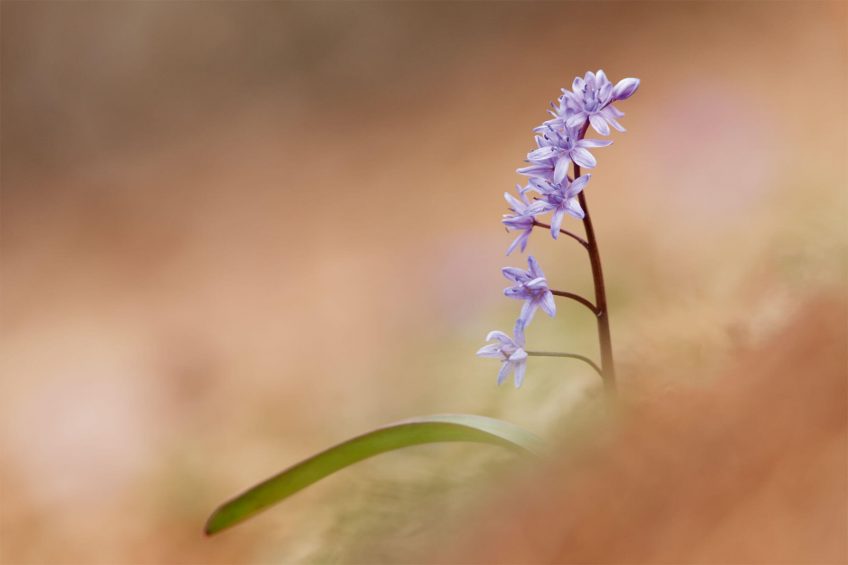 Rencontre avec la délicate scille à deux feuilles