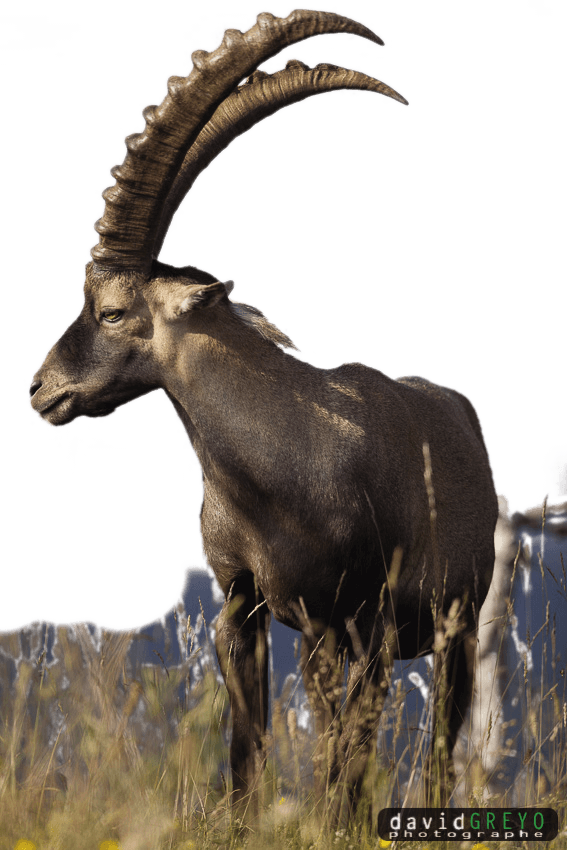 Portrait anatomique du bouquetin des Alpes