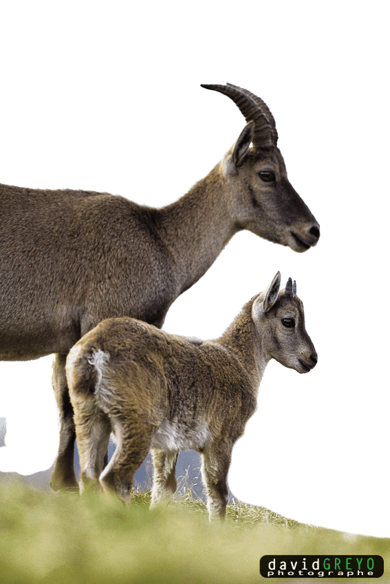 Portrait anatomique du bouquetin des Alpes