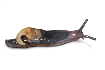 Semilimace germanique Plutôt limace ou escargot ?