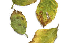 Septembre - le vert des feuilles de hêtre laisse place à des nuances infinies de jaune et de brun.  / © Jacques Rime