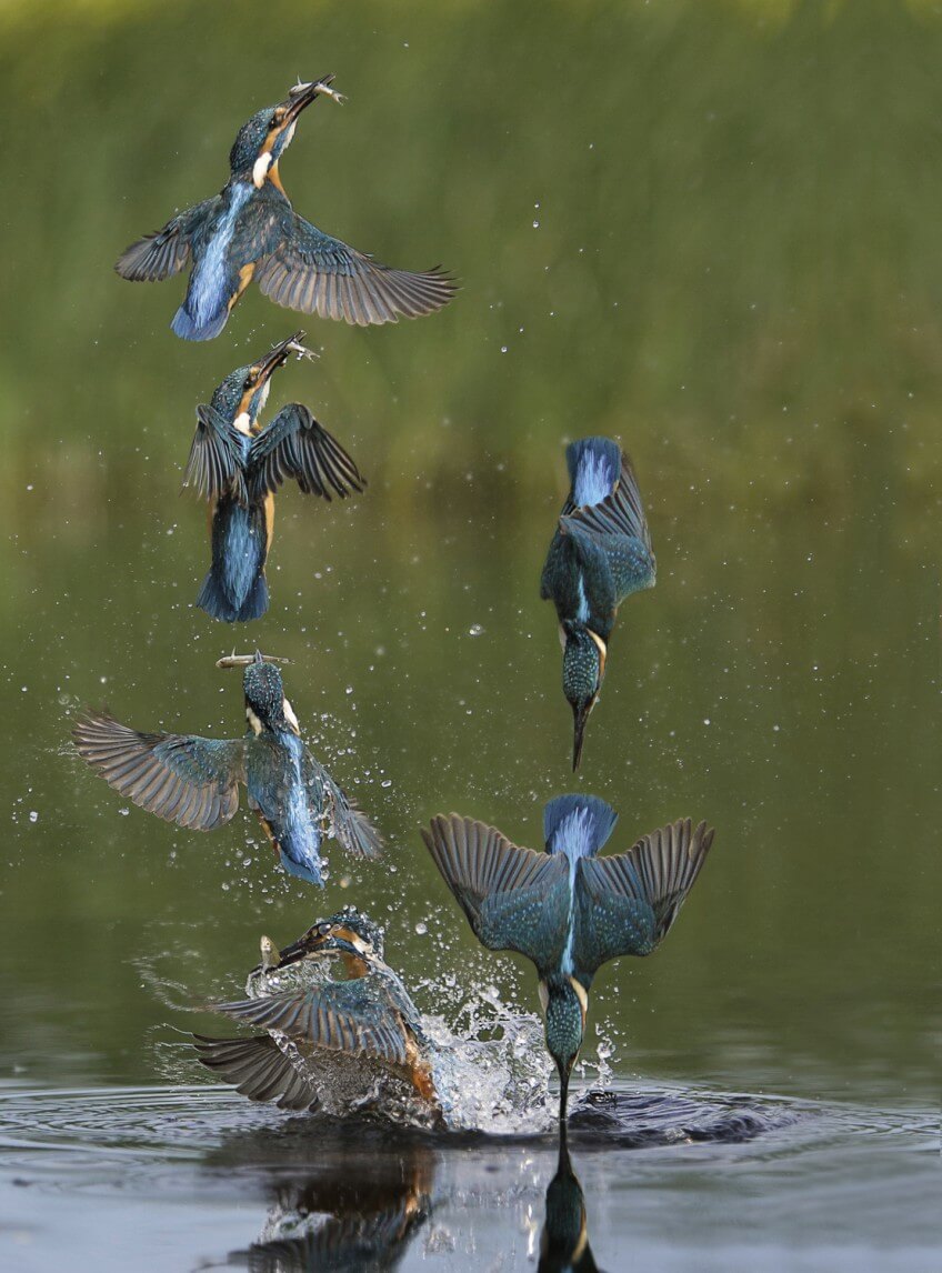 Séquences de chasse du martin-pêcheur Martin-pêcheur, l'ennemi juré des poissons