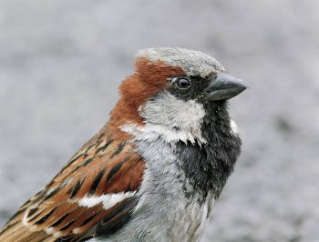 Seuls les moineaux domestiques mâles possèdent une marque blanche sur l'aile. Peu visible en hiver, elle ressort avec la mue printanière. La santé de l'oiseau et la disponibilité en nourriture à cette période précise déterminent la taille finale de ce signal décisif pour les femelles.  Seuls les moineaux domestiques mâles possèdent une marque blanche sur l'aile. Peu visible en hiver, elle ressort avec la mue printanière. La santé de l'oiseau et la disponibilité en nourriture à cette période précise déterminent la taille finale de ce signal décisif pour les femelles.