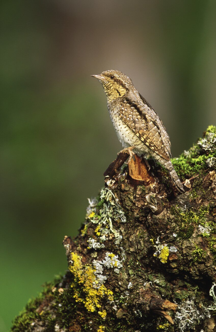 Si votre haie avoisine un verger, vous aurez peut-être la joie d'attirer un oiseau original et prestigieux de la famille des pics : le torcol fourmilier, présent d'avril à septembre. Planter une haie champêtre dans son jardin : nos conseils
