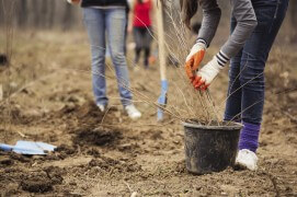 Dans un sol bien préparé Désherbez sans produit chimique puis bêchez le sol afin de l'aérer et favoriser la pénétration de l'eau de pluie. Cette étape fondamentale peut se réaliser plusieurs semaines avant la plantation. Au moment de planter, creusez un trou d'au moins 40 cm de profondeur et 80 cm de large.